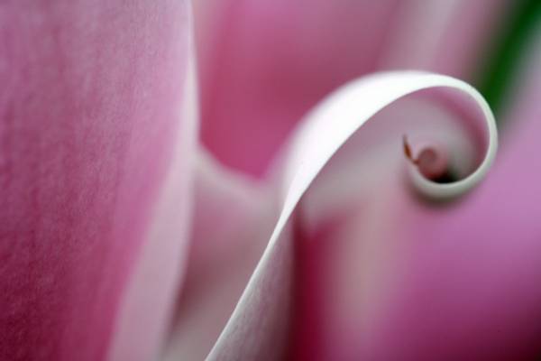 浅焦点摄影的粉红色和白色的花朵高清壁纸