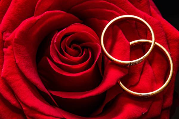 红色的玫瑰与顶部高清壁纸上的两个金色的圆环