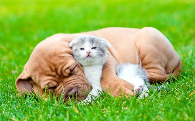 狗,看,小狗,每个,小猫,蓬松,草,睡觉
