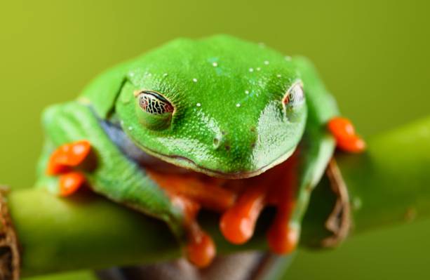 绿色和橙色的青蛙绿枝高清壁纸
