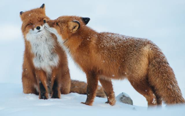 对,狐狸,掠食者,雪,冬天