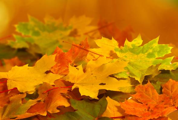 宏,黄色,橙色,自然,绿色,秋天,叶子