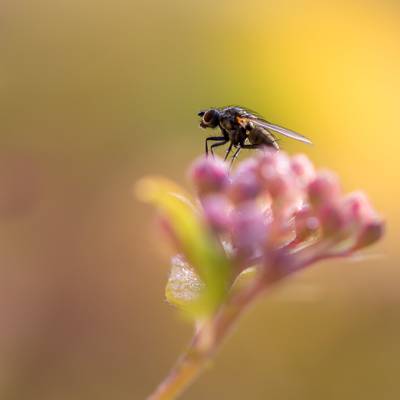 hoverfly选择性焦点摄影栖息在粉红色的花朵高清壁纸