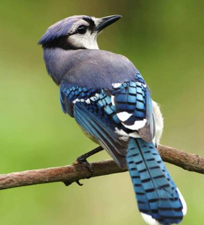 选择性焦点摄影蓝鸟栖息在树枝高清壁纸