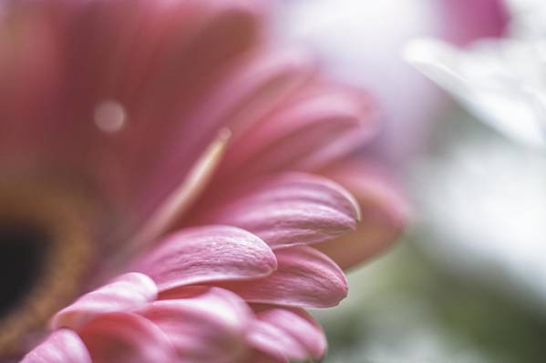 粉红色的花朵特写照片高清壁纸