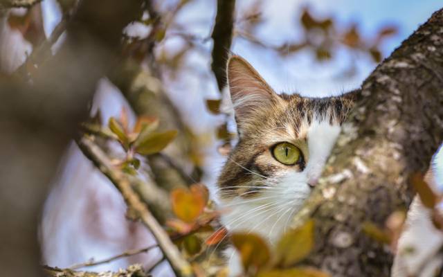 猫,眼睛,树