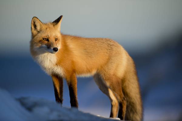 棕色的狐狸在白天高清壁纸在冰地上的浅摄影