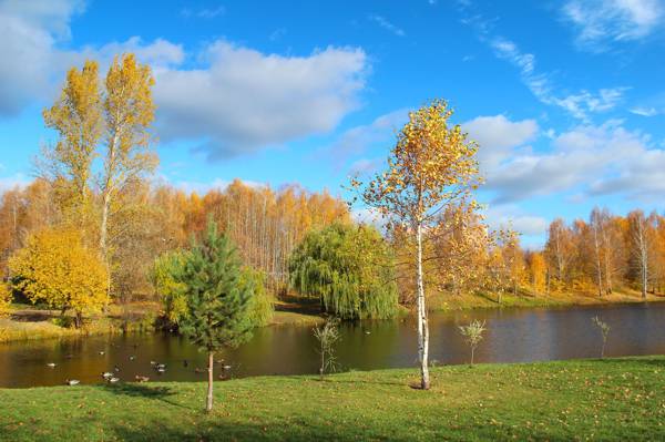 十月,美容,公园,性质,金色的秋天,秋天,景观