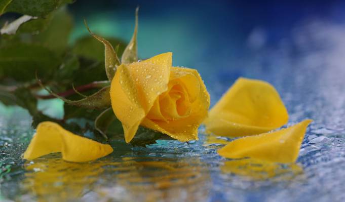 黄色,水,玫瑰,花,滴