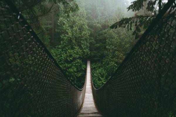 自然,森林,桥梁