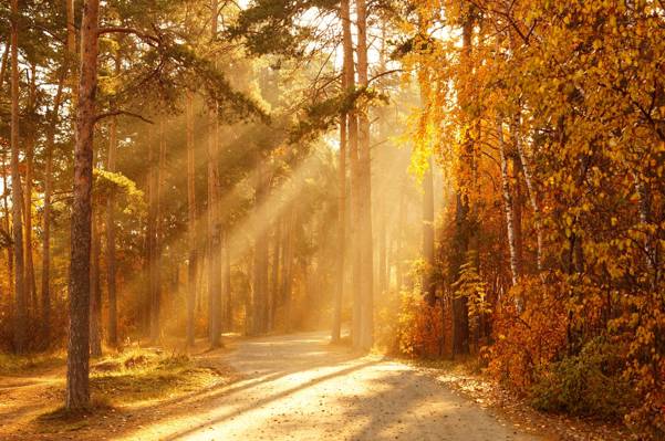 太阳,树木,光线,秋天,森林