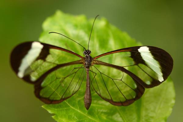 格林达高清壁纸栖息在Glasslewing蝴蝶的摄影关闭