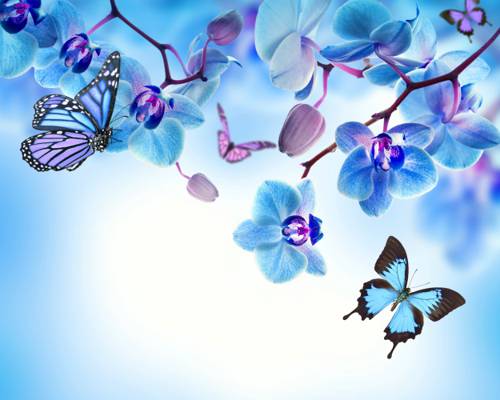 鲜花,花朵,蝴蝶,兰花,蓝色,蝴蝶,兰花,美丽