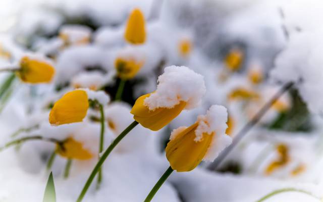 鲜花,雪,郁金香