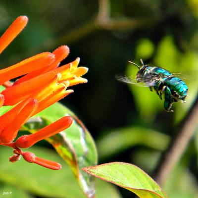 绿色在红色花旁边的特写镜头摄影,兰花蜂,euglossa HD墙纸的蜜蜂