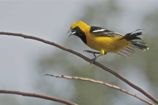 黄色和黑色的鸟在树枝上高清壁纸