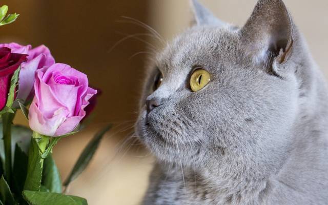 猫,鲜花,英国,英国短毛猫,脸,玫瑰,猫
