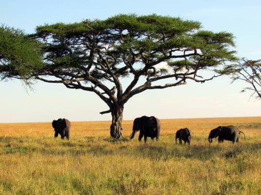 四个黑色大象下绿叶树,塞伦盖蒂国家公园,坦桑尼亚,非洲高清壁纸