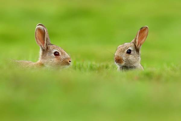 两,动物,自然,兔子,模糊,绿党,耳朵,草