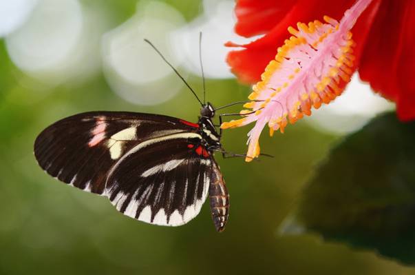 黑色,红色和白色的蝴蝶栖息在粉红色的花雄蕊高清壁纸