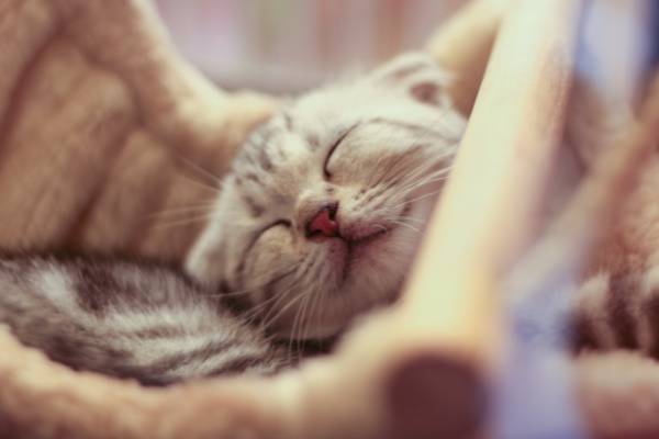 关闭睡觉的小猫高清壁纸的照片