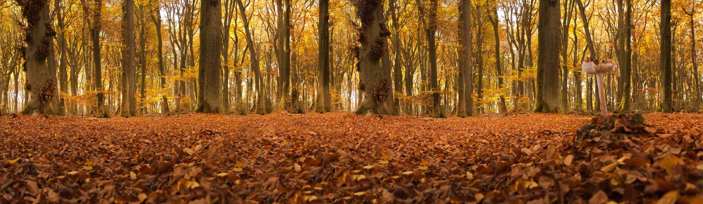 风景照片干树叶在树林里高清壁纸