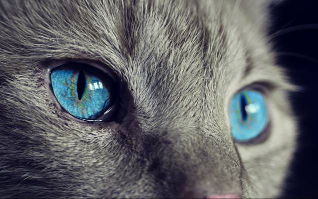 关闭灰色蓝眼睛的猫高清壁纸视图