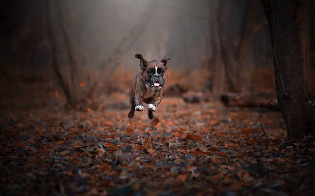 秋天,跑步,狗