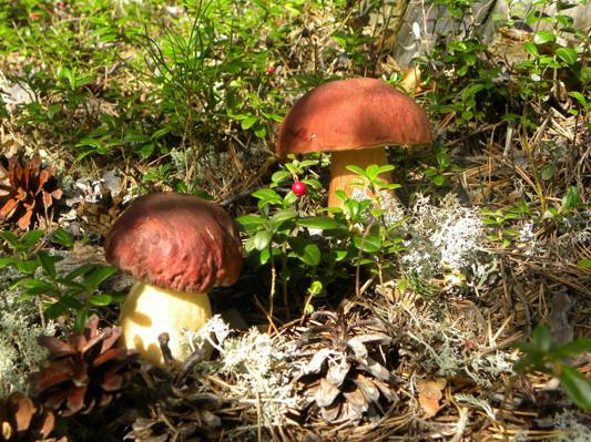 颠簸,小红莓,Borovik,蘑菇,白蘑菇