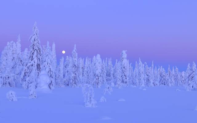 冬季,芬兰,月亮,树木,夜晚,芬兰,在库萨莫,北博滕,奥卢省,森林,森林,...