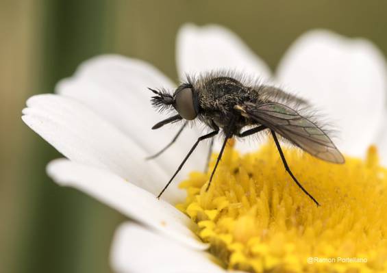 关闭摄影的黑色hoverfly栖息在白花,蚊子高清壁纸