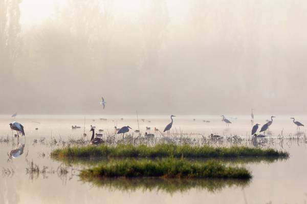 雾,早晨,湖,鸟,自然