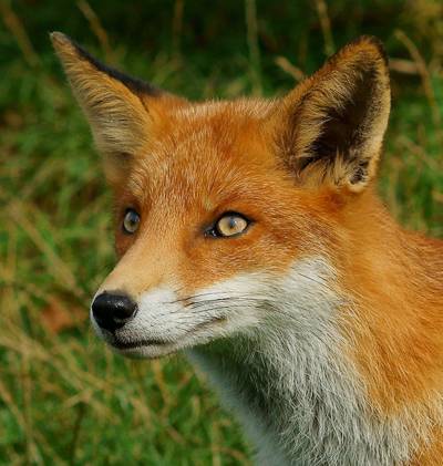 棕色的狐狸在白天高清壁纸的绿色草地上