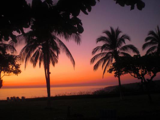 棕榈树高清壁纸海洋日落美景