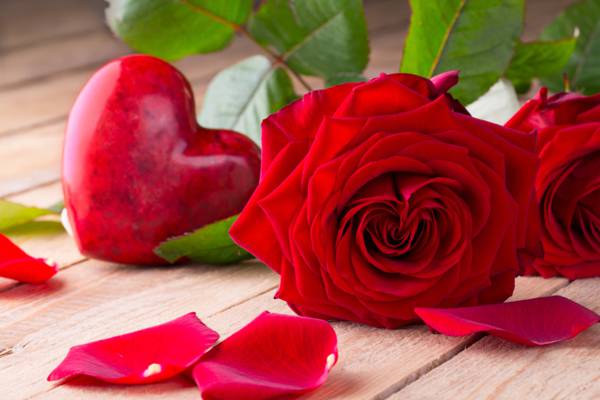红玫瑰,芽,情人节那天,爱,玫瑰,浪漫,玫瑰,心,红色,鲜花