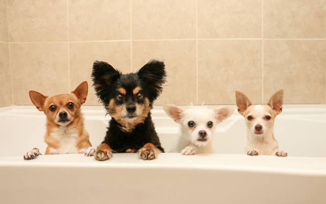 浴,狗,四方,洗澡的一天