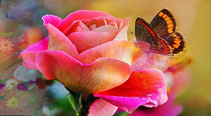 宏观摄影的粉红玫瑰高清壁纸上画的夫人蝴蝶