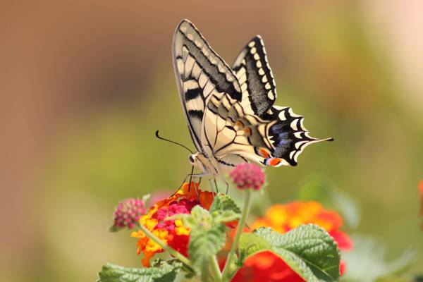 在粉红色和黄色的花朵高清壁纸白色和灰色的蝴蝶的选择性焦点摄影