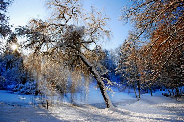 树,冬天,雪,森林,流