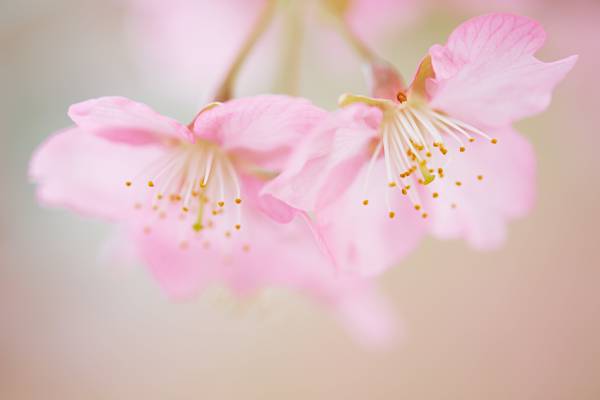 微型摄影的粉红色的花朵高清壁纸