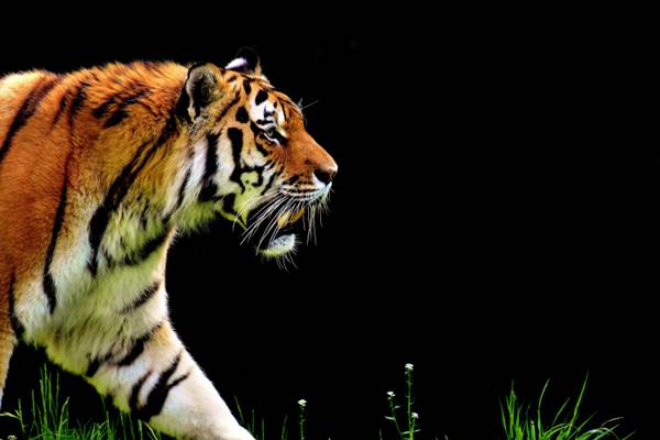 老虎走在草高清壁纸