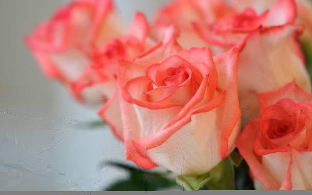 壁纸花,玫瑰,背景