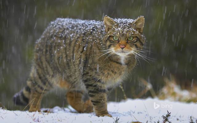猫,欧洲的森林猫,雪,苏格兰,大自然