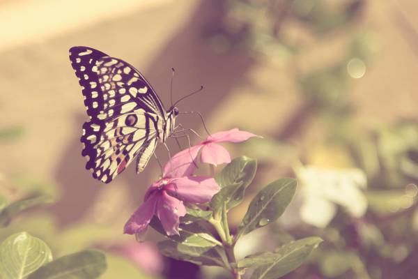 白色和黑色的蝴蝶栖息在粉红色的花朵,蝴蝶高清壁纸