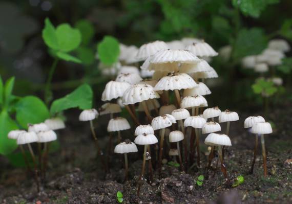 绿叶植物旁边的白色蘑菇高清壁纸