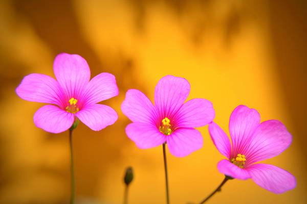 三个粉红色的花瓣,在特写照片高清壁纸