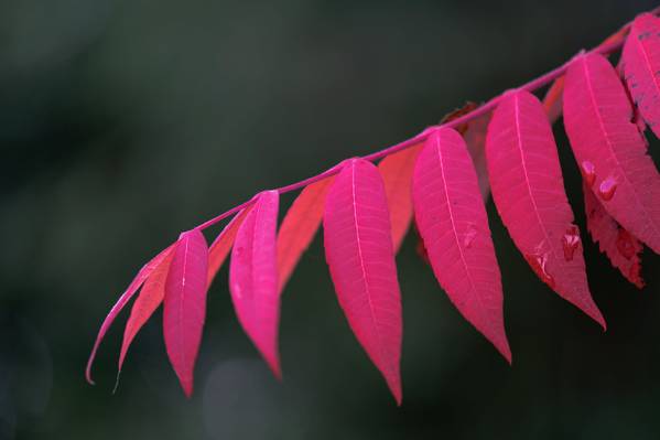 红色叶子植物HD墙纸特写镜头照片