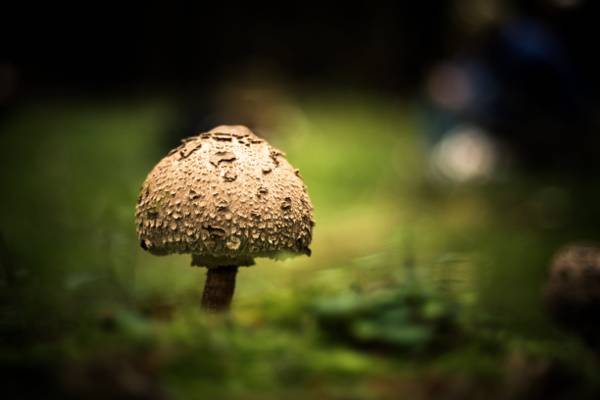 棕色的蘑菇上近摄摄影高清壁纸