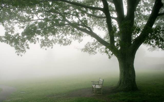 雾,早上,长凳,树