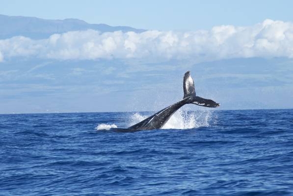 在白天高清壁纸淹没在蓝色的海洋水中的黑鲸